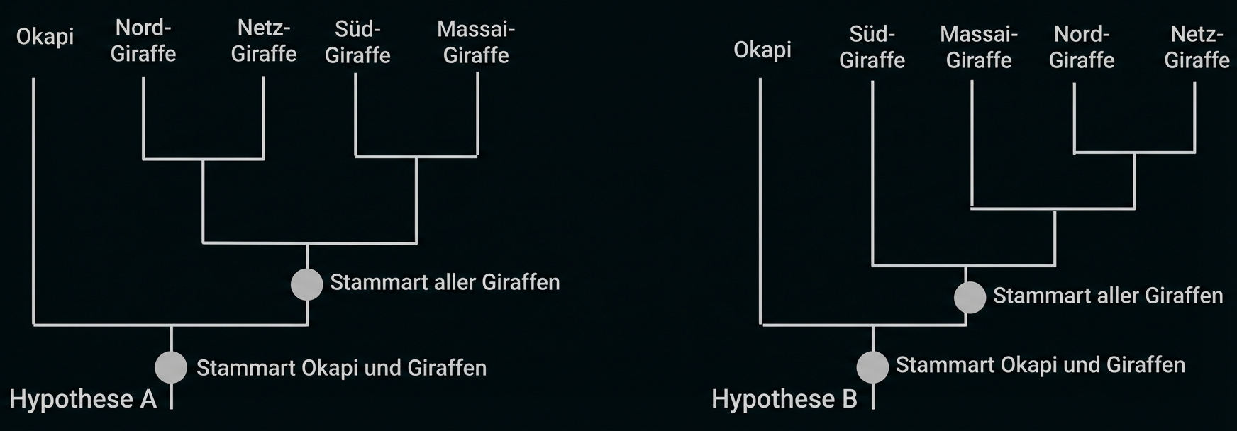 Zwei Stammbaum-Diagramme (Hypothese A und B) zeigen die vermutete Verwandtschaft von Okapi und verschiedenen Giraffenarten